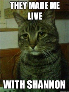 Depressed cat
