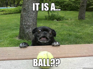 Berks Dog