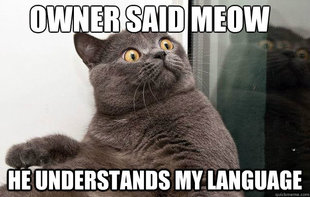 conspiracy cat