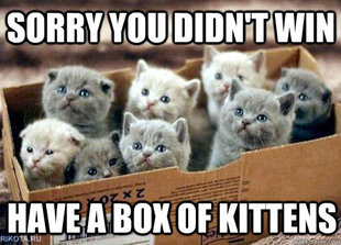 Box of Kittens