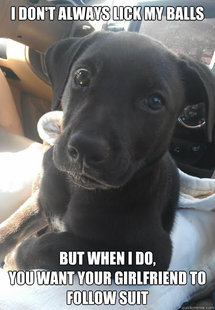 The Most Interesting Dog In The World
