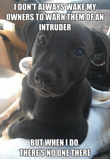The Most Interesting Dog In The World