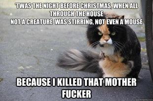 Angry Cat