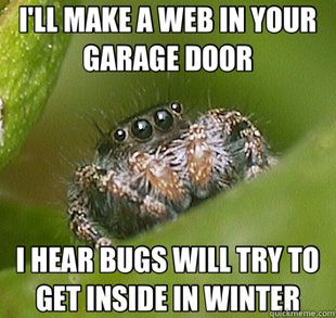 Misunderstood Spider