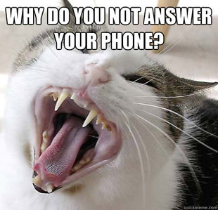 Angry cat