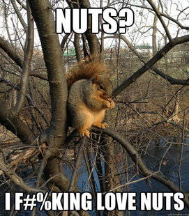 fat squirrel