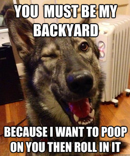 Pickup Pup