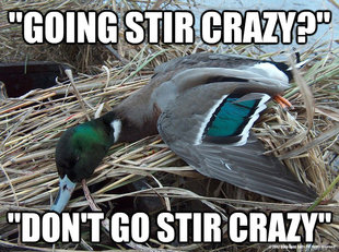 Worthless Advice Mallard