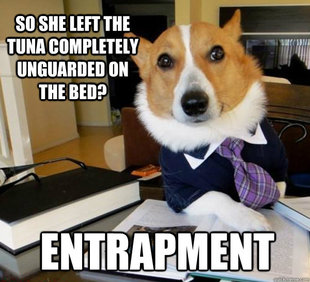 Lawyer Dog