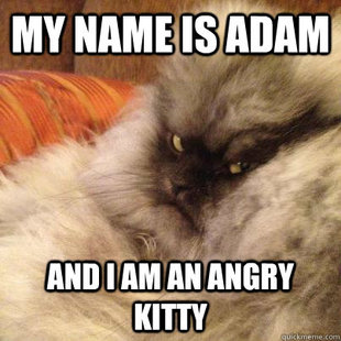 Angriest Cat