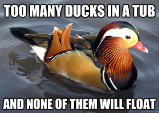 Confucius Duck Says