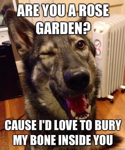 Pickup Pup