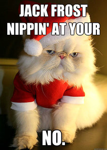 Angry cat