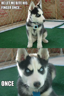 Insanity puppy