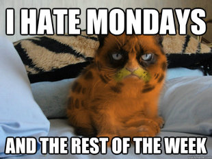 Grumpy Cat