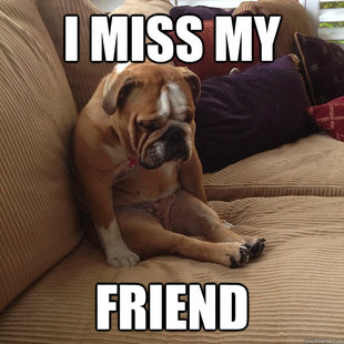 depressed dog