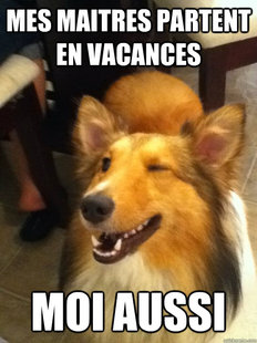 implying dog