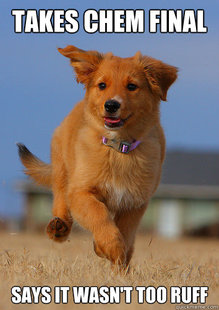 Ridiculously Photogenic Puppy