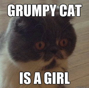 Sudden Clarity Cat
