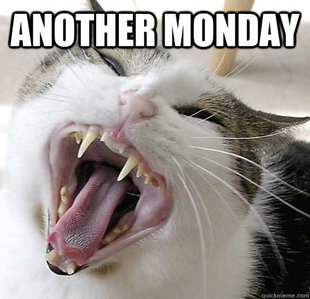 Angry cat