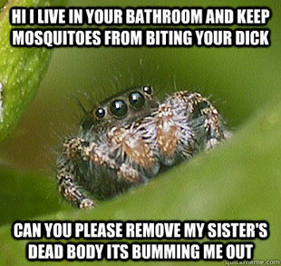 Misunderstood Spider