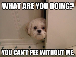 overly attached dog