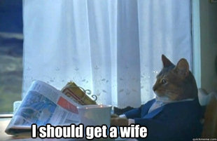 Sophisticated Cat is broke
