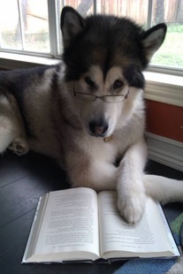 Condescending Literary Pun Dog