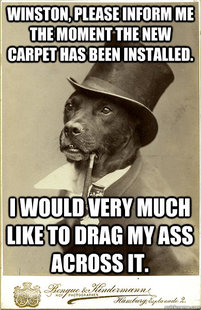 Old Money Dog