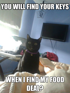 overly attached cat