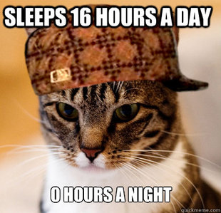 Scumbag Cat
