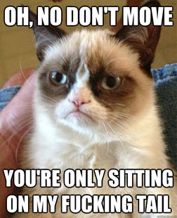 Grumpy cat