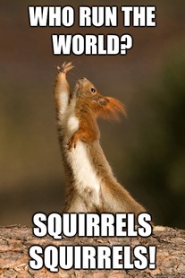 Who Run The World Squirrels