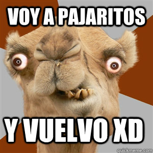 Crazy Camel