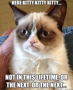 Grumpy Cat