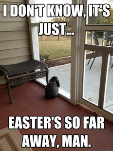 Facing Reality Bunny