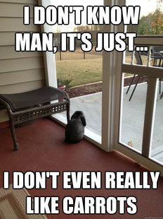 Facing Reality Bunny