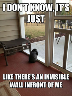 Facing Reality Bunny