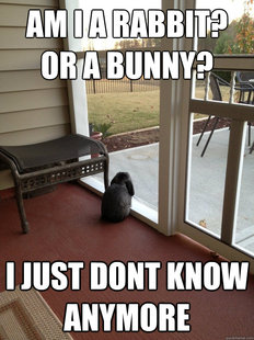Facing Reality Bunny