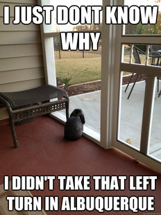 Facing Reality Bunny