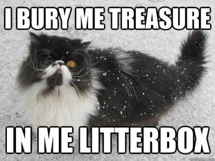 pirate cat
