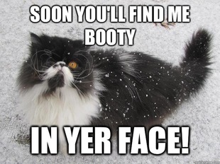 pirate cat