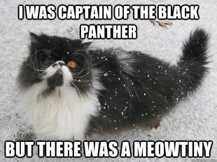 pirate cat