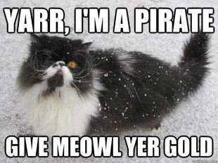 pirate cat
