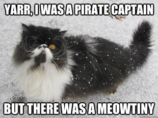 pirate cat