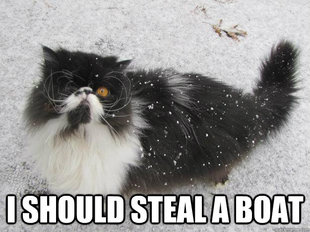 pirate cat
