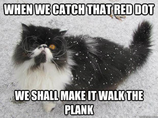 pirate cat