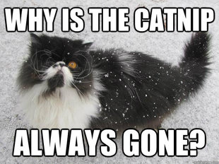pirate cat