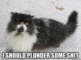 pirate cat