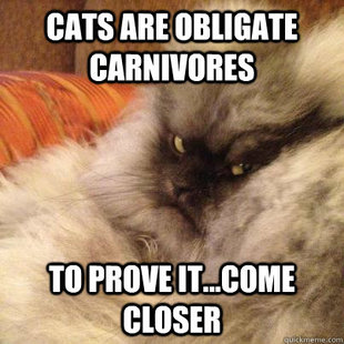 Angriest Cat